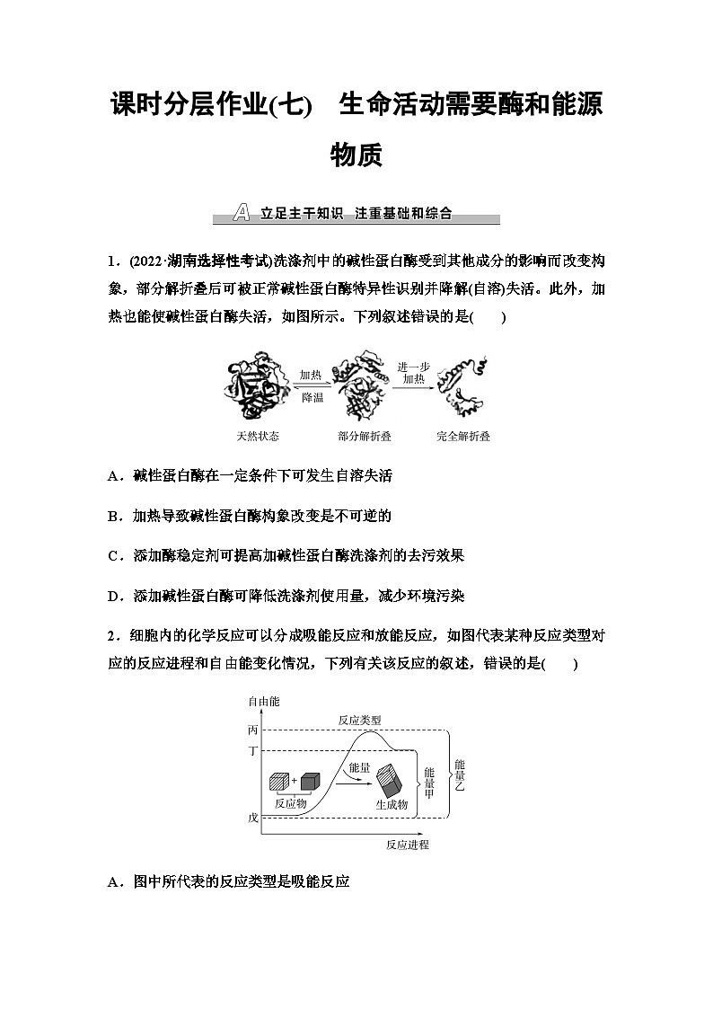 2024届苏教版高考生物一轮复习生命活动需要酶和能源物质作业含答案第1页