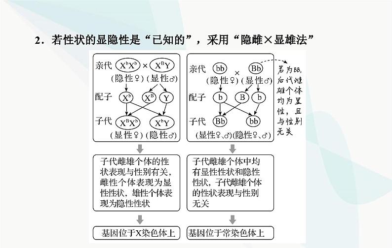 2024届人教版高考生物一轮复习素养提升课04基因定位遗传设计实验课件（单选版）第5页