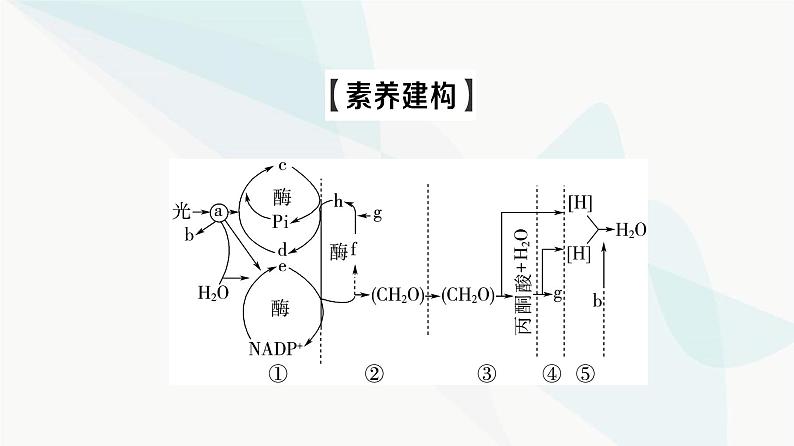 2024届人教版高考生物一轮复习素养加强课2光合作用和细胞呼吸的综合课件03