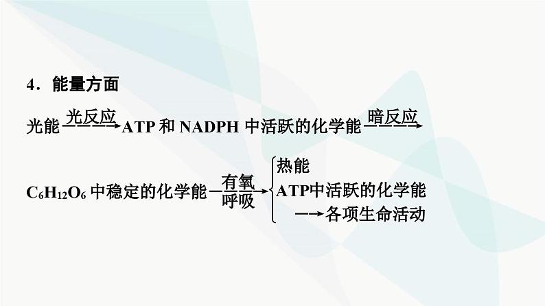 2024届人教版高考生物一轮复习素养加强课2光合作用和细胞呼吸的综合课件06