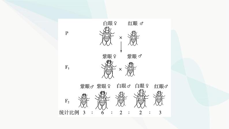 2024届人教版高考生物一轮复习素养加强课5基因在染色体上的位置的判断与探究课件第7页