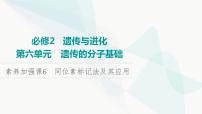 2024届人教版高考生物一轮复习素养加强课6同位素标记法及其应用课件2