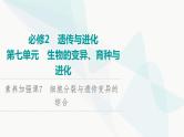 2024届人教版高考生物一轮复习素养加强课7细胞分裂与遗传变异的综合课件