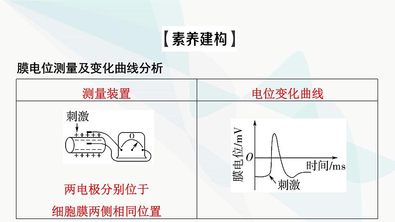 2024届人教版高考生物一轮复习素养加强课8兴奋传导与传递的相关实验探究课件第3页