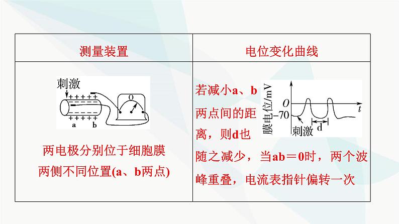 2024届人教版高考生物一轮复习素养加强课8兴奋传导与传递的相关实验探究课件第4页