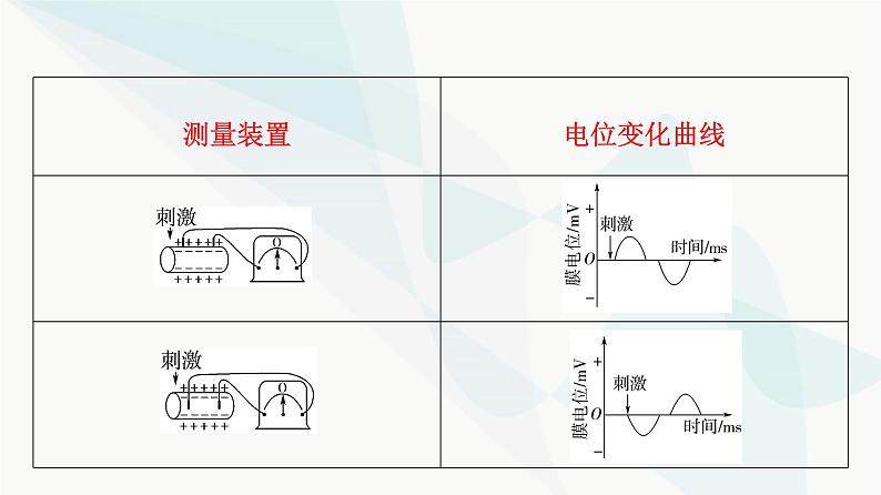 2024届人教版高考生物一轮复习素养加强课8兴奋传导与传递的相关实验探究课件第5页