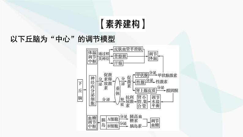 2024届人教版高考生物一轮复习素养加强课9动物生命活动调节模型的建构与分析课件第3页