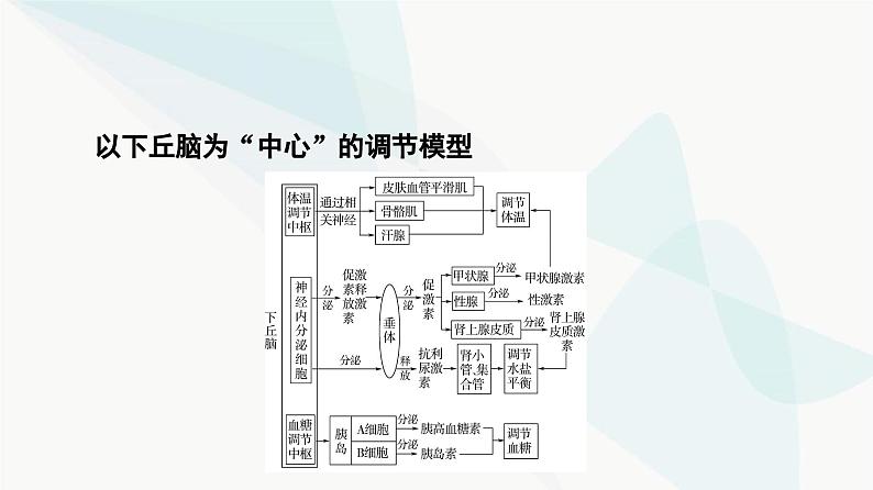 2024届人教版高考生物一轮复习素养加强课9激素调节相关实验探究课件第3页