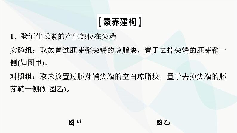 2024届人教版高考生物一轮复习素养加强课10植物激素调节相关实验设计课件103