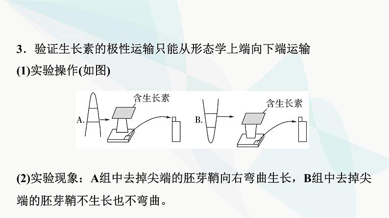 2024届人教版高考生物一轮复习素养加强课10植物激素调节相关实验设计课件105