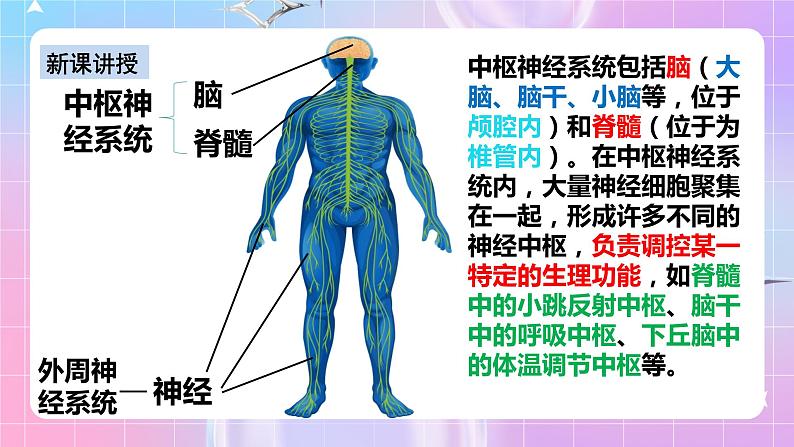 人教版高二生物选择性必修一2.1《神经调节的结构基础》课件+练习07