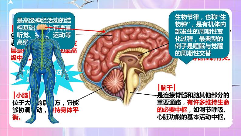 人教版高二生物选择性必修一2.1《神经调节的结构基础》课件+练习08