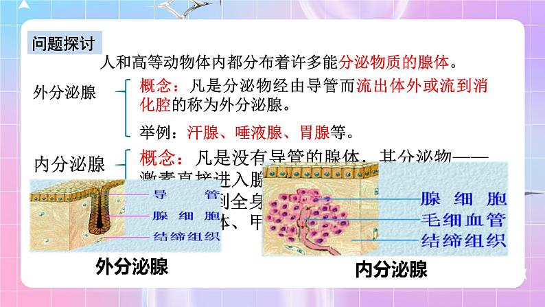 人教版高二生物选择性必修一3.1《激素与内分泌系统》课件+练习04