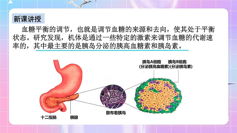 人教版高二生物选择性必修一3.2《激素调节的过程》课件+练习08