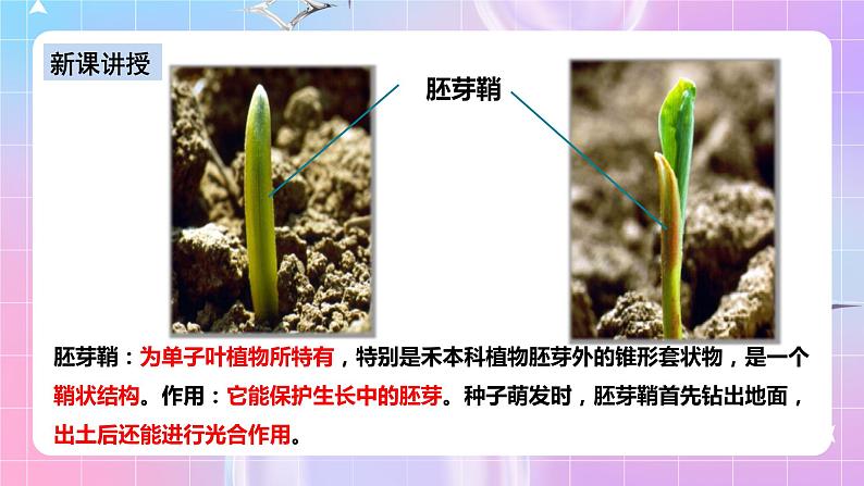 人教版高二生物选择性必修一5.1《植物生长素》课件+练习07