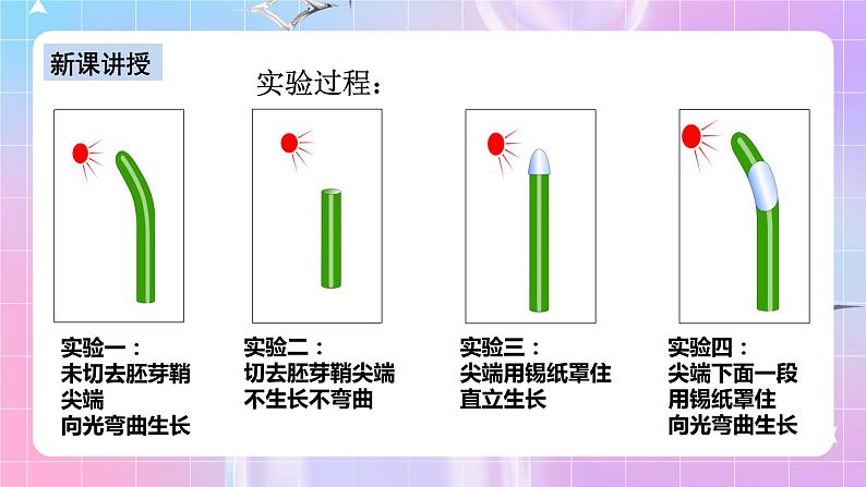 人教版高二生物选择性必修一5.1《植物生长素》课件+练习08