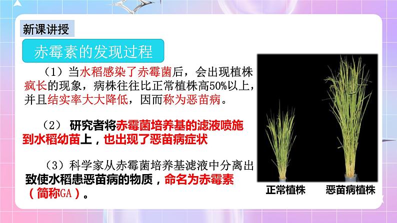 人教版高二生物选择性必修一5.2《其他植物激素》课件+练习06