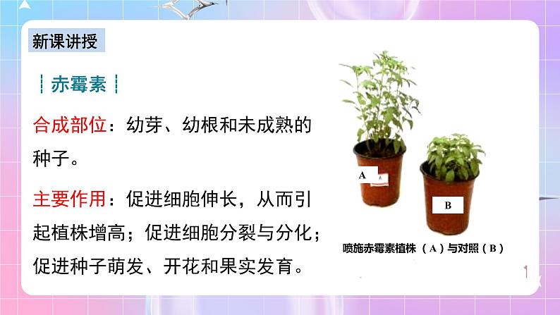 人教版高二生物选择性必修一5.2《其他植物激素》课件+练习08