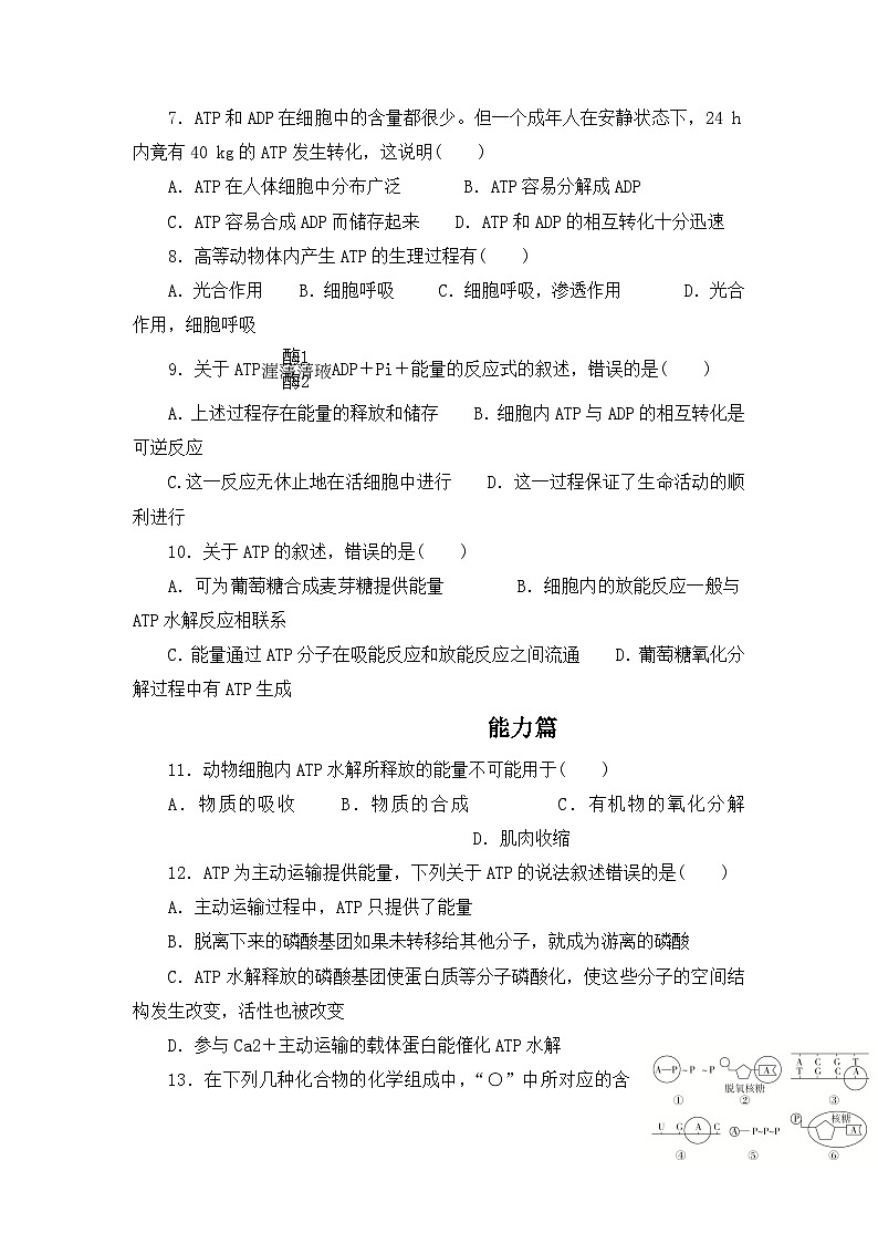 人教版2019必修一高中生物学5.2《细胞的能量“货币”ATP》课件+同步分层练习02