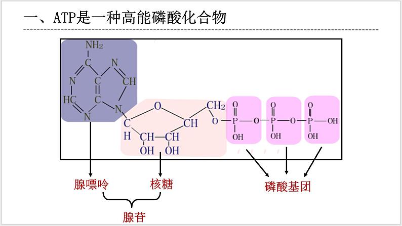 5.2 《细胞的能量“货币”ATP》第7页