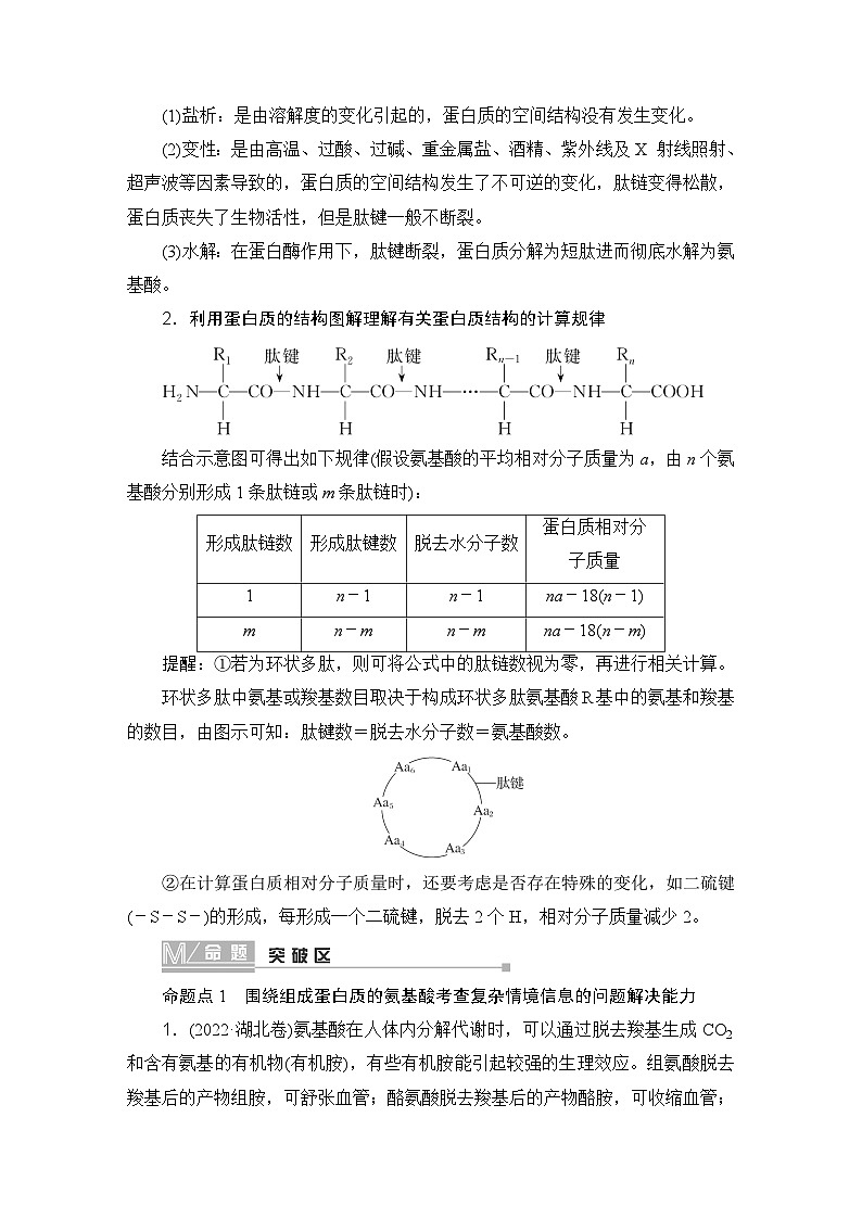 2024届人教版高中生物一轮复习蛋白质和核酸学案（多项版）第3页