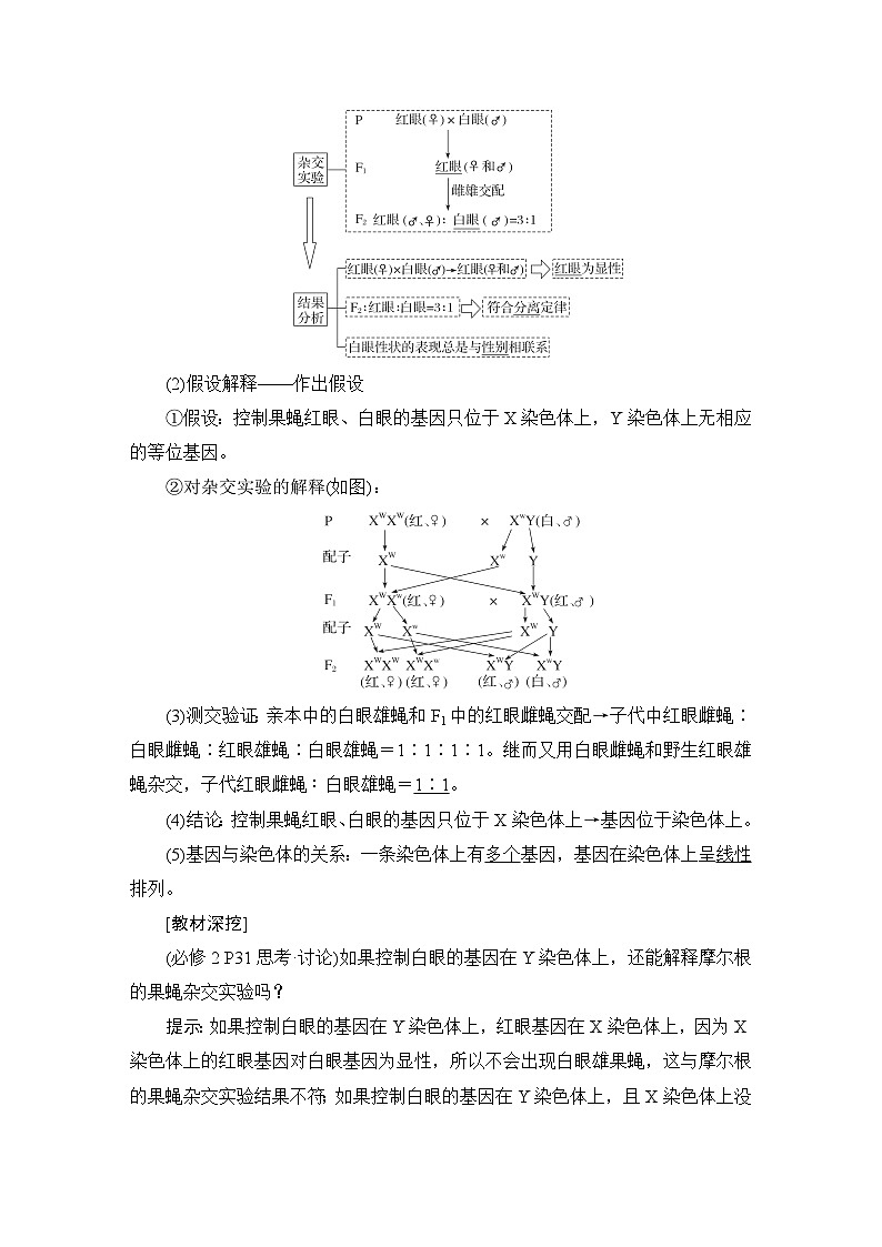 2024届人教版高中生物一轮复习伴性遗传与人类遗传病学案（多项版）第2页