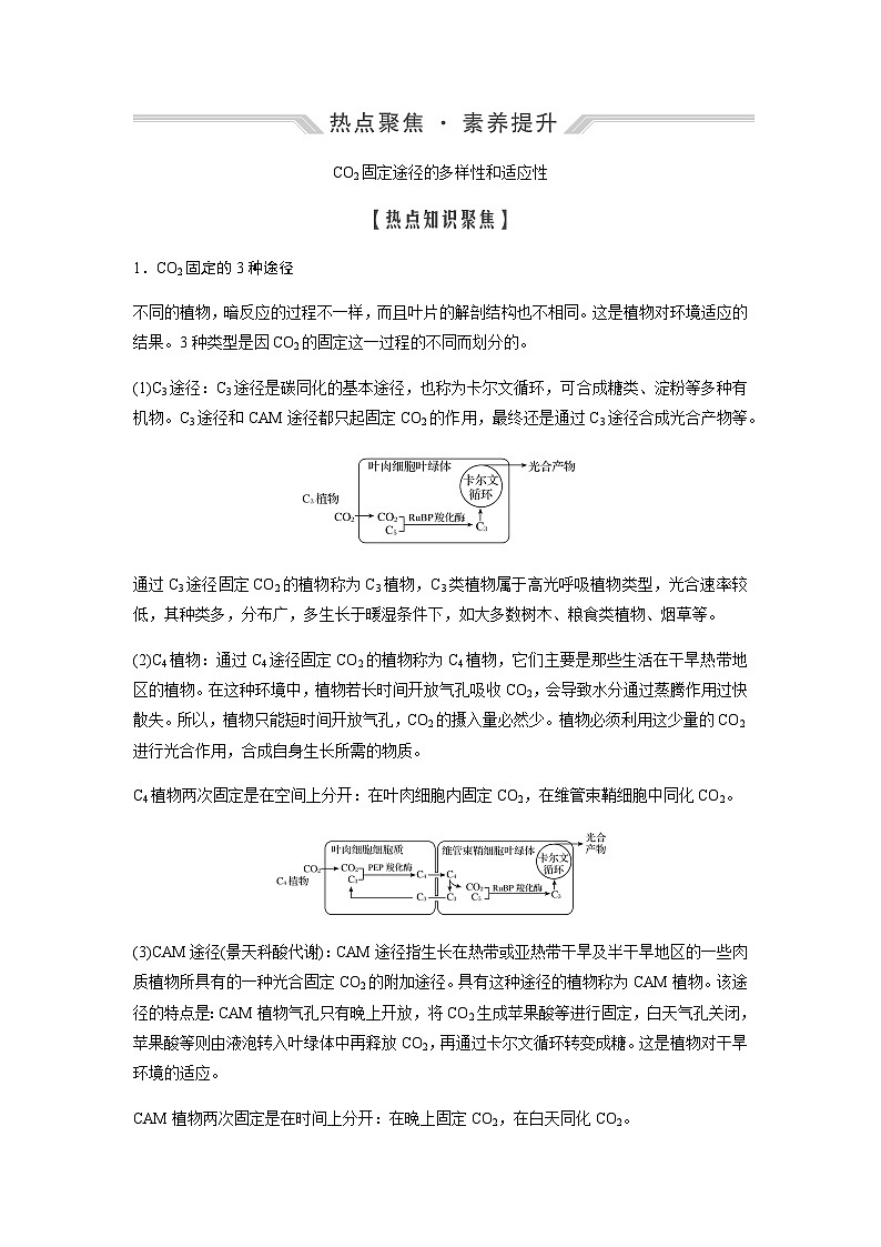 2024届人教版高中生物一轮复习热点聚焦素养提升CO2固定途径的多样性和适应性学案（不定项）01
