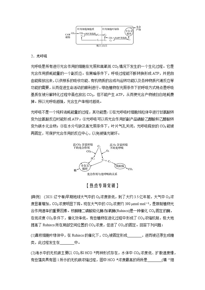 2024届人教版高中生物一轮复习热点聚焦素养提升CO2固定途径的多样性和适应性学案（不定项）02