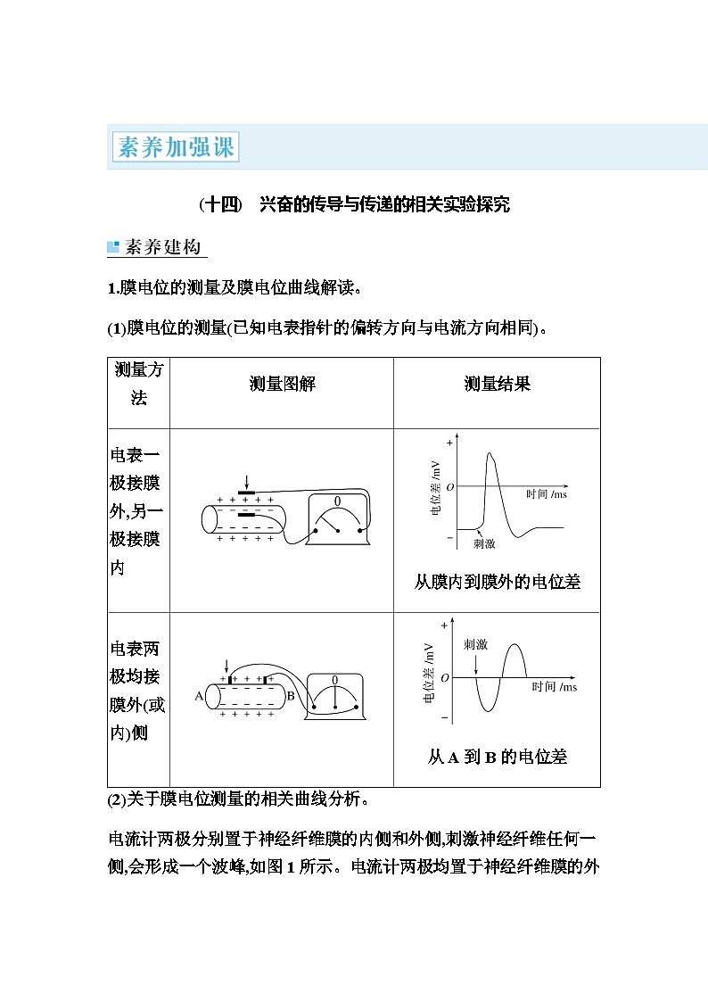 2024届人教版高中生物一轮复习素养课兴奋的传导与传递的相关实验探究学案（不定项）01