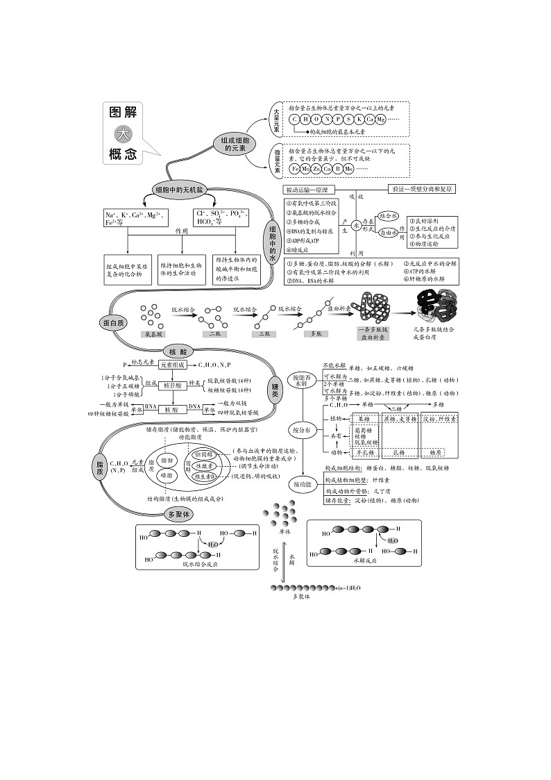 2024届人教版高中生物一轮复习走近细胞 学案 （不定项）第1页