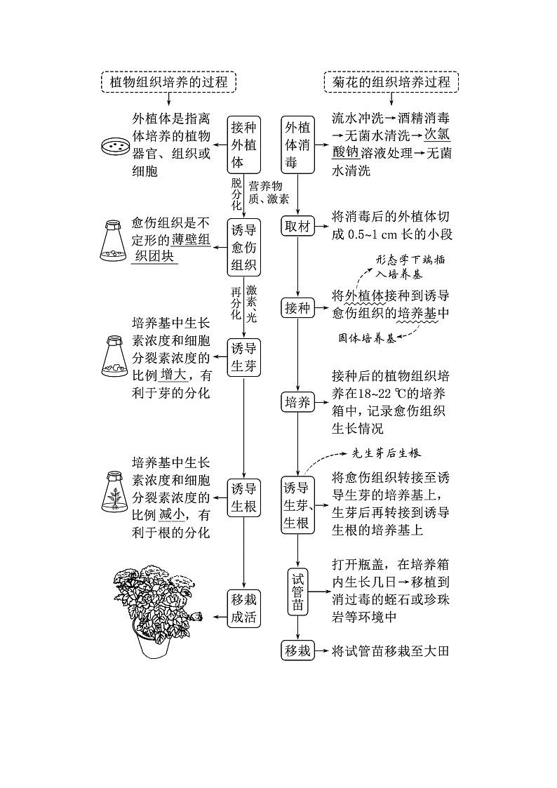 2024届人教版高中生物一轮复习植物细胞工程和动物细胞工程学案（不定项）03