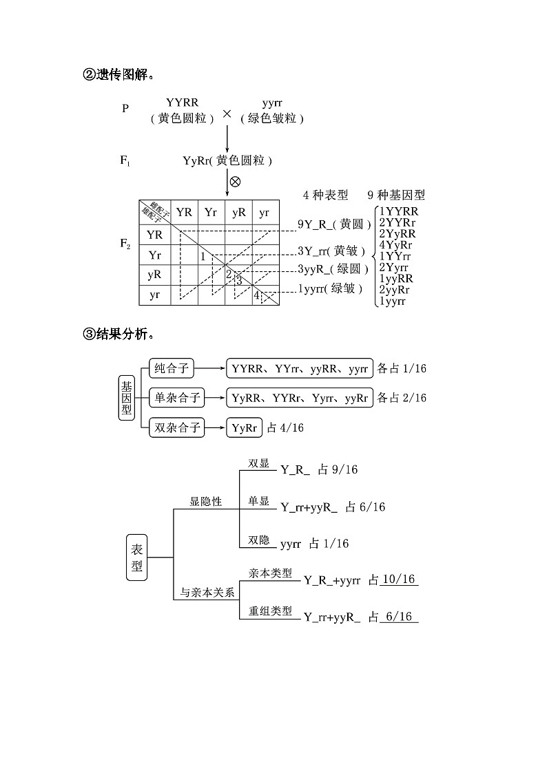 2024届人教版高中生物一轮复习基因的自由组合定律学案（不定项）第3页