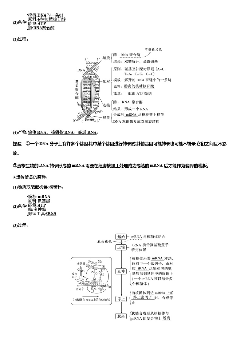 2024届人教版高中生物一轮复习基因的表达学案（不定项）第2页