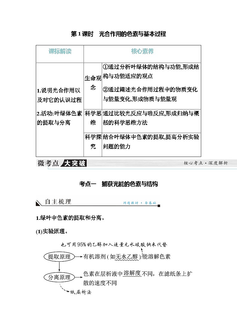 2024届人教版高中生物一轮复习光合作用的色素与基本过程学案（不定项）第1页