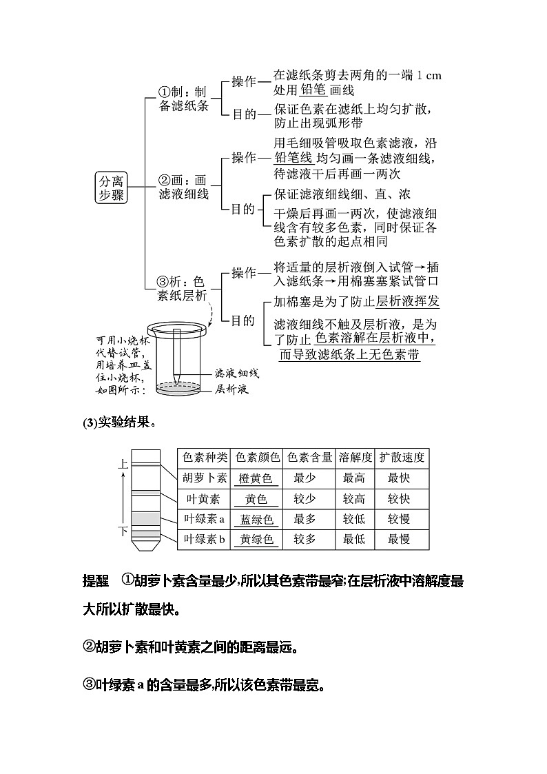 2024届人教版高中生物一轮复习光合作用的色素与基本过程学案（不定项）第3页
