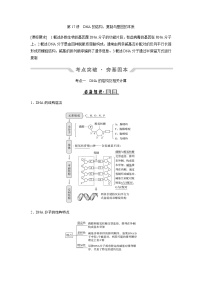 2024届人教版高中生物一轮复习DNA的结构、复制与基因的本质学案（不定项）