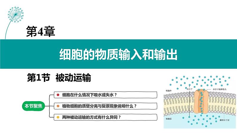 4.1 被动运输（第一课时）教学课件-2023-2024学年高一生物同步备课系列（人教版2019必修1）（人教版2019）第1页