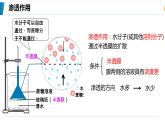 4.1 被动运输（第一课时）教学课件-2023-2024学年高一生物同步备课系列（人教版2019必修1）（人教版2019）