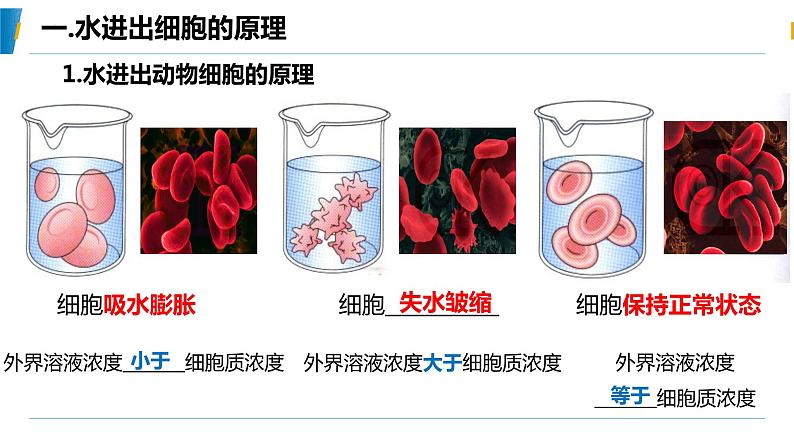 4.1 被动运输（第一课时）教学课件-2023-2024学年高一生物同步备课系列（人教版2019必修1）（人教版2019）第6页