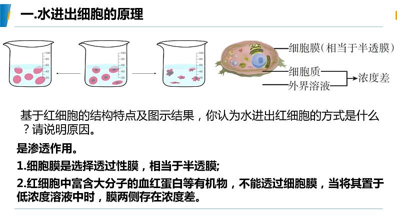 4.1 被动运输（第一课时）教学课件-2023-2024学年高一生物同步备课系列（人教版2019必修1）（人教版2019）第8页