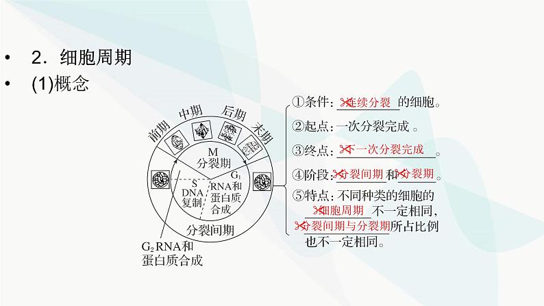 2024届人教版高考生物一轮复习细胞的增殖课件（多项）第6页