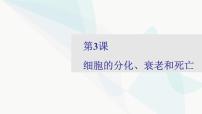 2024届人教版高考生物一轮复习细胞的分化、衰老和死亡课件（多项）