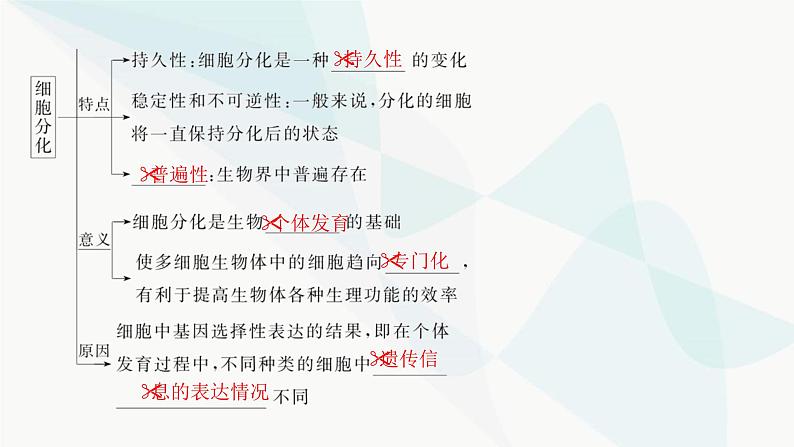 2024届人教版高考生物一轮复习细胞的分化、衰老和死亡课件（多项）第4页