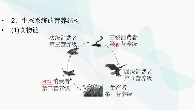 2024届人教版高考生物一轮复习生态系统的结构与能量流动课件（多项）06