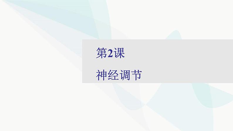 2024届人教版高考生物一轮复习神经调节课件（多项）01