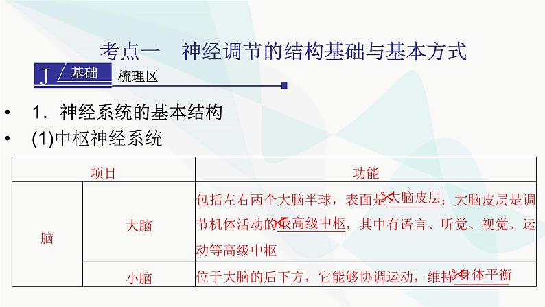 2024届人教版高考生物一轮复习神经调节课件（多项）03