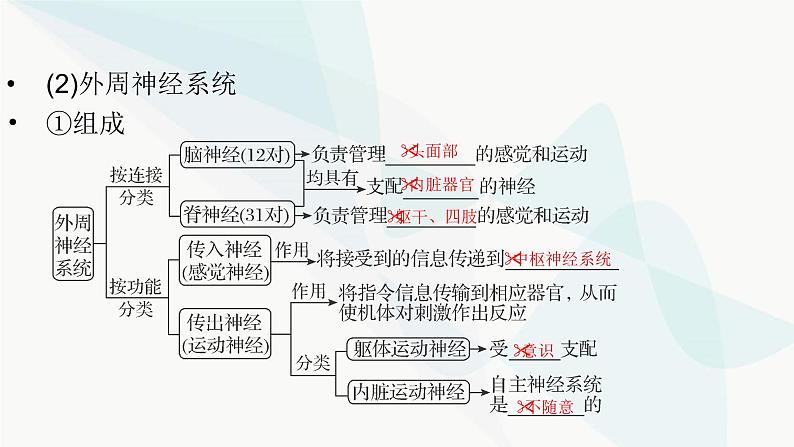 2024届人教版高考生物一轮复习神经调节课件（多项）05