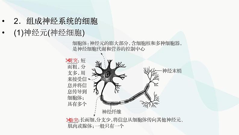 2024届人教版高考生物一轮复习神经调节课件（多项）08