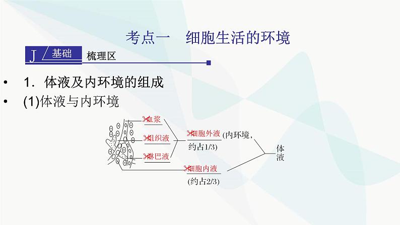 2024届人教版高考生物一轮复习人体的内环境与稳态课件（多项）第4页