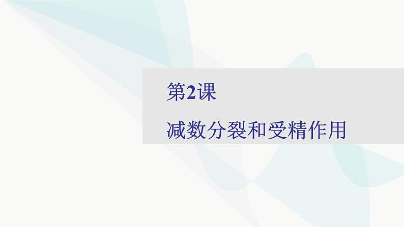 2024届人教版高考生物一轮复习减数分裂和受精作用课件（多项）第1页